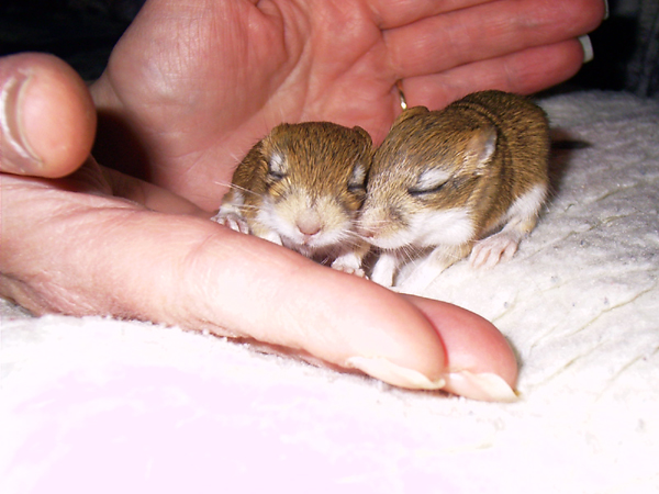 Persische Rennmaus Die Seite rund um die Persische Rennmaus
